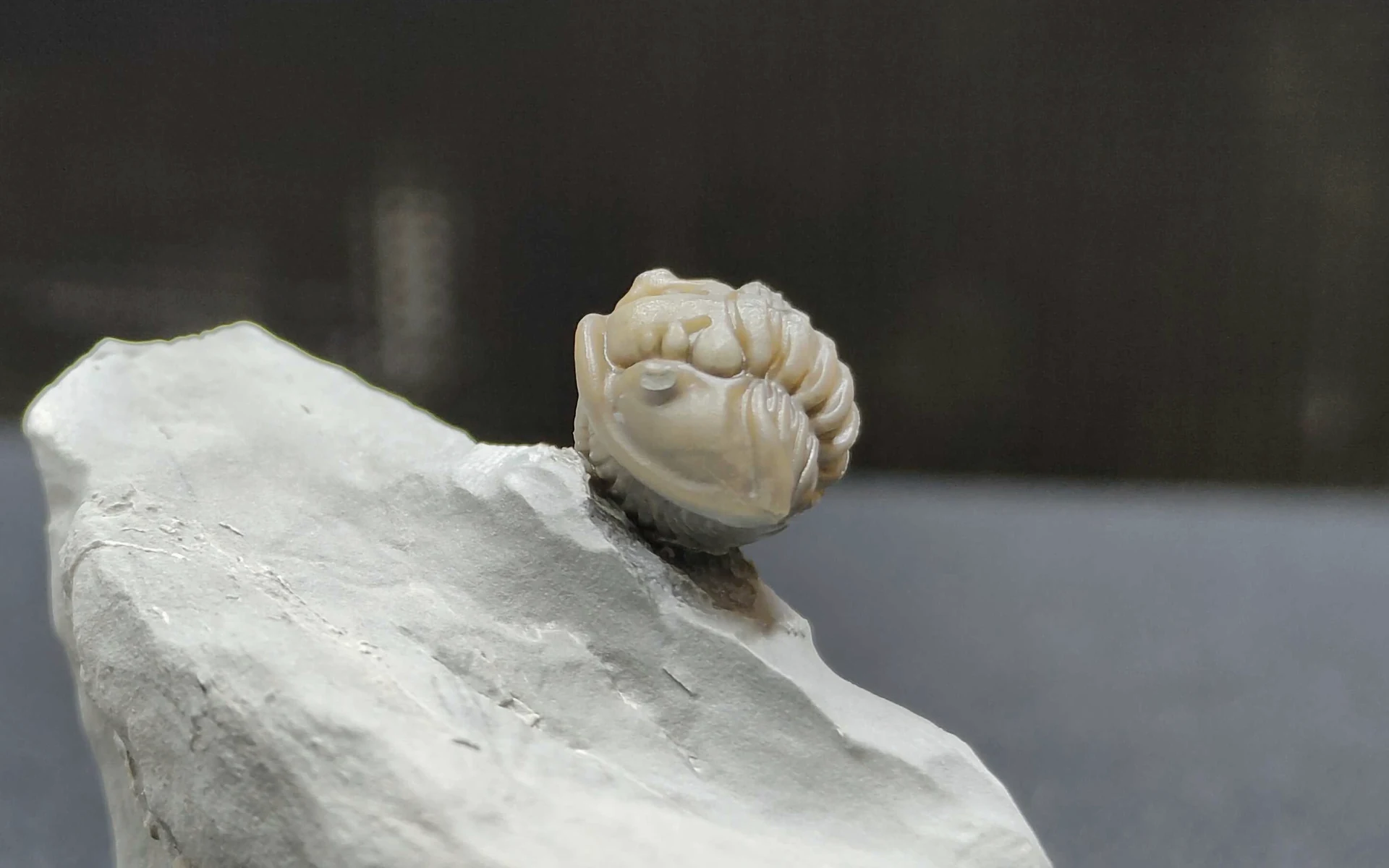 A pale enrolled trilobite raised above its gray rock matrix.