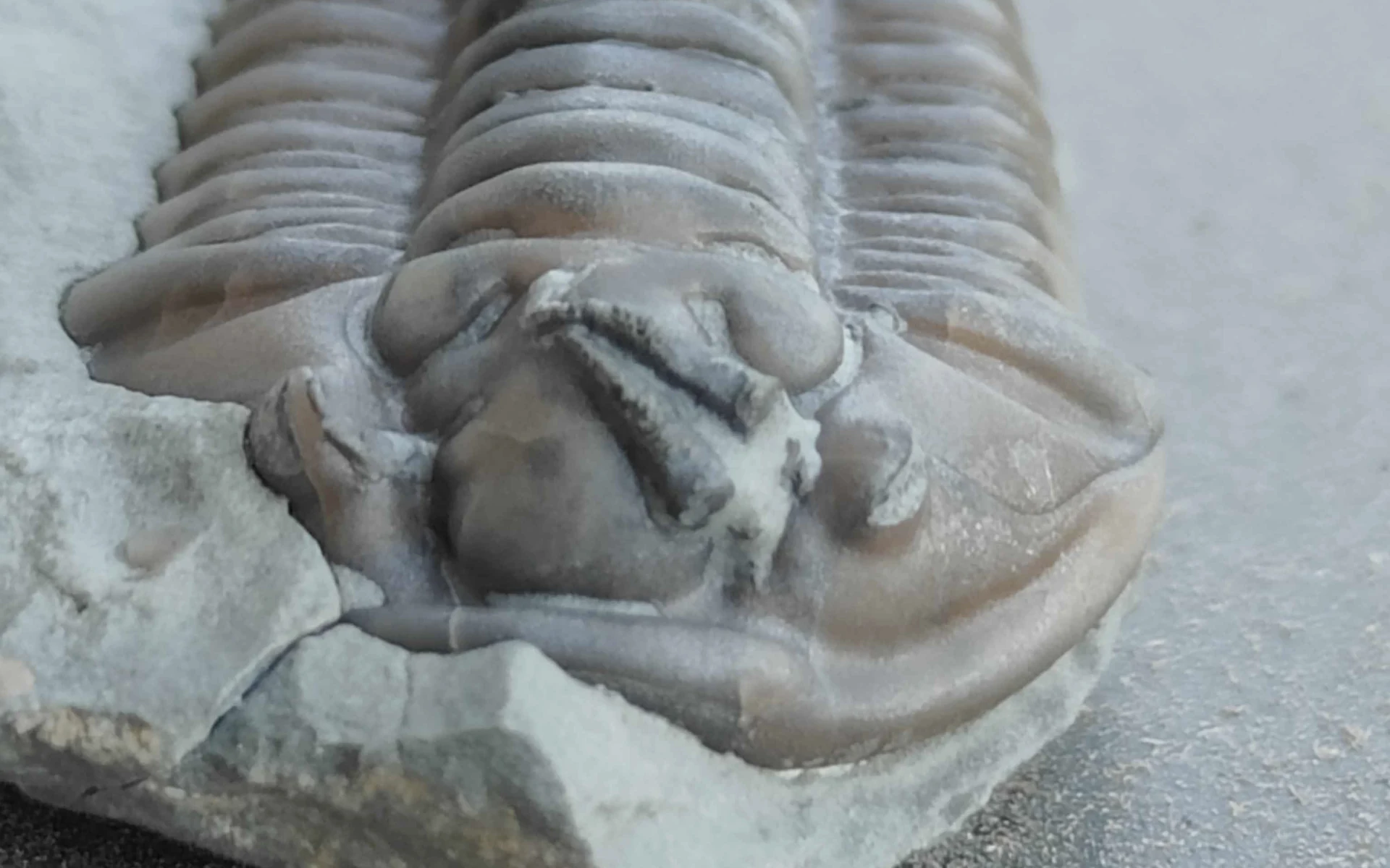 Close view of a trilobite’s head shield and segmented body.