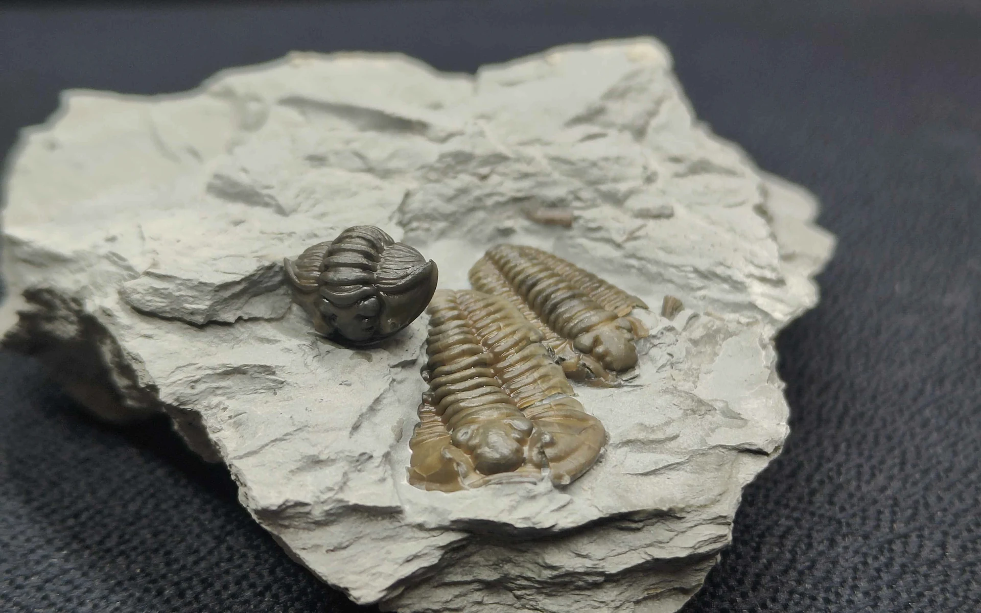 Three trilobites preserved together in a layered gray slab.