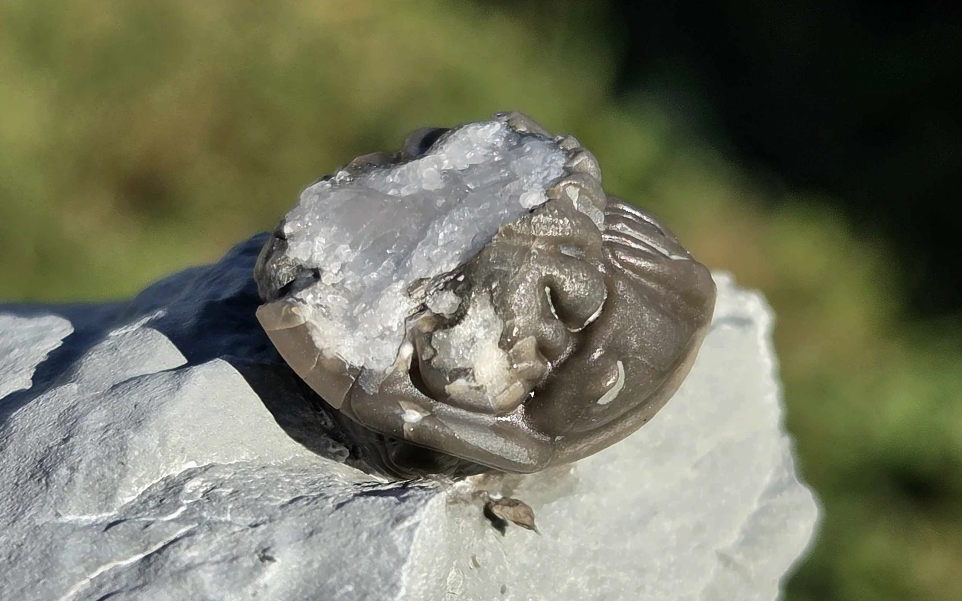 Prepared enrolled fossil with curved shell and an exposed pale crystalline area.