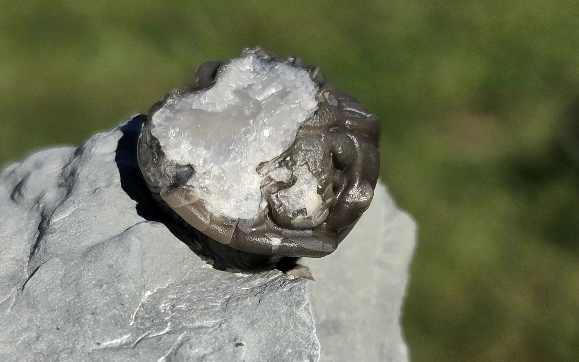 Another prepared view of find 14, showing pale crystalline material within the dark curved shell.