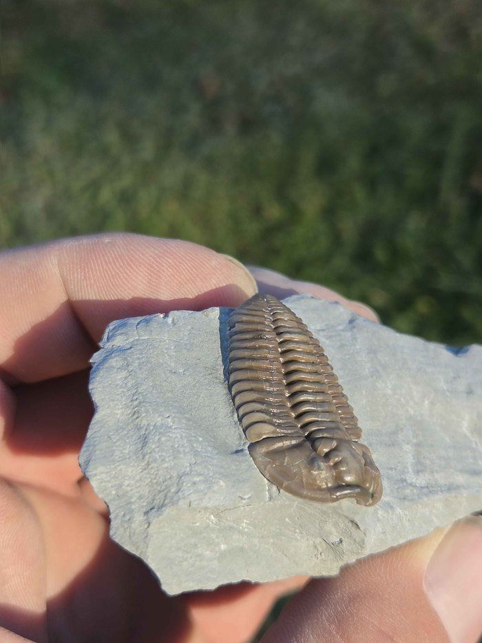 Photograph of Flexicalymene retrorsa — PB-S001, view 2