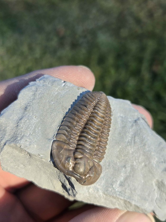 Photograph of Flexicalymene retrorsa — PB-S001, view 3