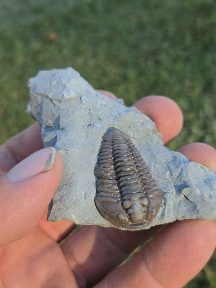 Photograph of Flexicalymene retrorsa — PB-S002, view 3