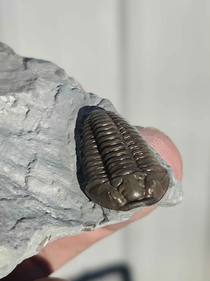 Photograph of Flexicalymene retrorsa — PB-S003, view 1